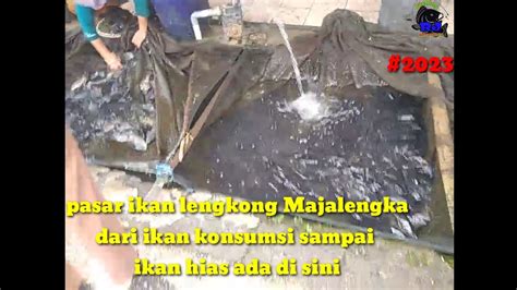 Terbaru Suasana Dan Harga Ikan Di Pasar Ikan Lengkong 31 12 2023 YouTube