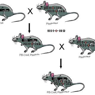 The PTEN Knockout Mouse Breeding Scheme PTEN Specific Knockout Mice