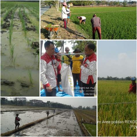 Kelompok Tani Karya Tani Mulya Rekodoyo Dan Sri Rejeki Karangmalang