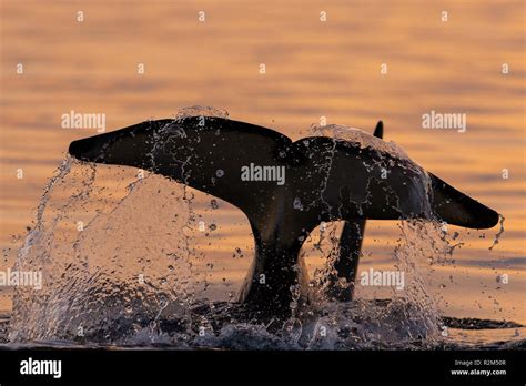 Northern Resident Killer Whale Orcinus Orca Tail Splashing Near In