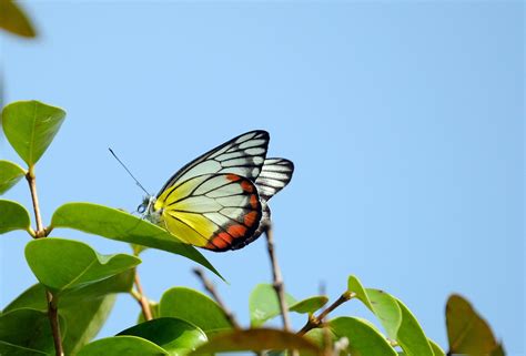 Jezabel Pintado Mariposa Insecto Foto Gratis En Pixabay Pixabay