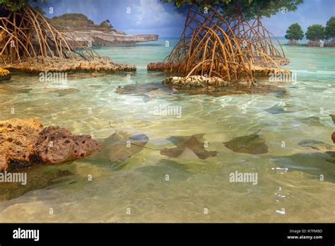 Shark And Ray Touch Tank New England Aquarium Boston Massachusetts