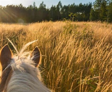 15 AWESOME Horseback Riding Trails in Michigan with MAP - My Michigan Beach and Travel