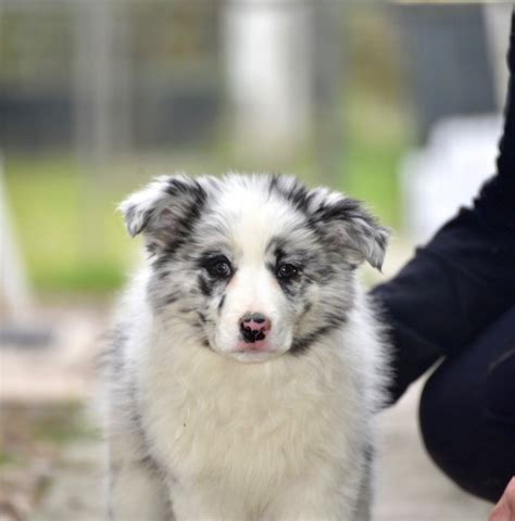 Chiot Elevage Du Mas Ensoleillé eleveur de chiens Border Collies en