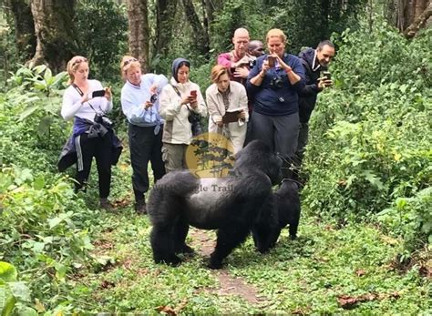 5 Days Gorilla And White Water Rafting Safari Uganda Gorilla Trekking Tour