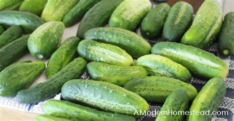 How To Store Cucumbers Without Pickling Easy Recipes