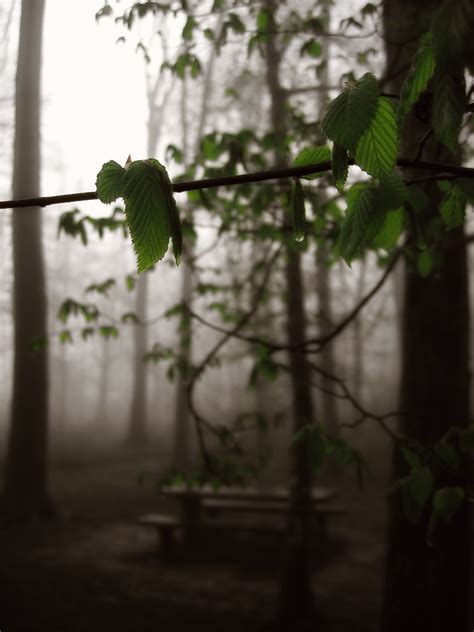 Free Images Tree Nature Branch Light Fog Bridge Sunlight Morning Leaf Flower