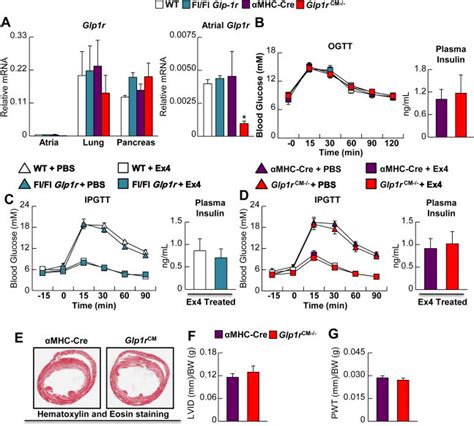 Characterization Of Cardiomyocyte Specific Glp R Knockout Mice