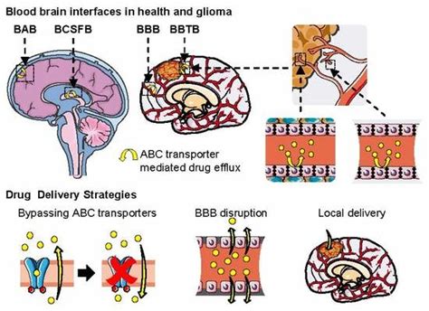 Pharmaceutics Free Full Text Abc Transporters At The Bloodbrain