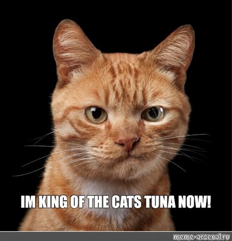 Meme: "IM KING OF THE CATS TUNA NOW!" - All Templates - Meme-arsenal.com