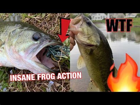 INSANE TOPWATER BLOWUPS FROG FISHING YouTube