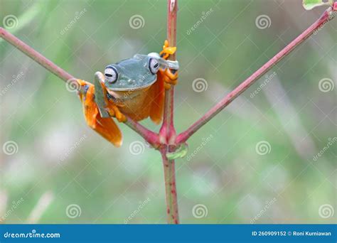 Flying Frog, Javan Tree Frog, Rhacophorus Reinwartii Stock Photo - Image of cute, climbing ...