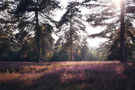 Heather touch Photograph by Clemence Aresu - Fine Art America 