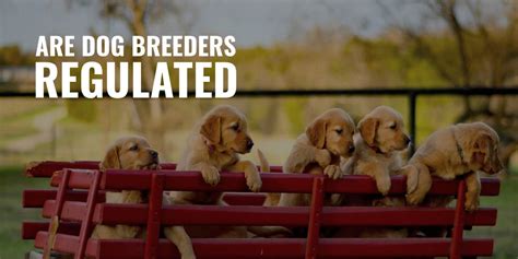 How To Breed Labradoodles – History, Health, Best Practices & FAQ