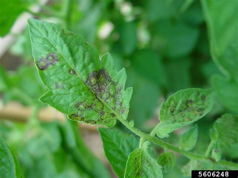 Tomato Spotted Wilt Virus Tswv Tospovirus Tomato Spotted Wilt Virus