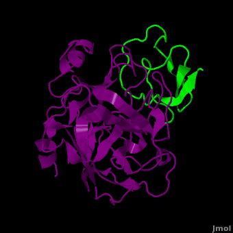 Proteinase Proteopedia Life In D