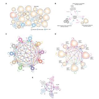 Quantitative Evaluation Of Stochastic Models Of The VAT Cells In This