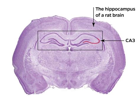 Hippocampus Brain [image] Eurekalert Science News Releases