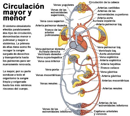 SEMINARIO INTERDISCIPLINARIO GRUPO 2016-2: Fisiología del corazón y circulación mayor y menor