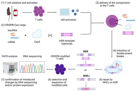 Graphical overview of steps included in the CRISPR/Cas9 gene editing in ...