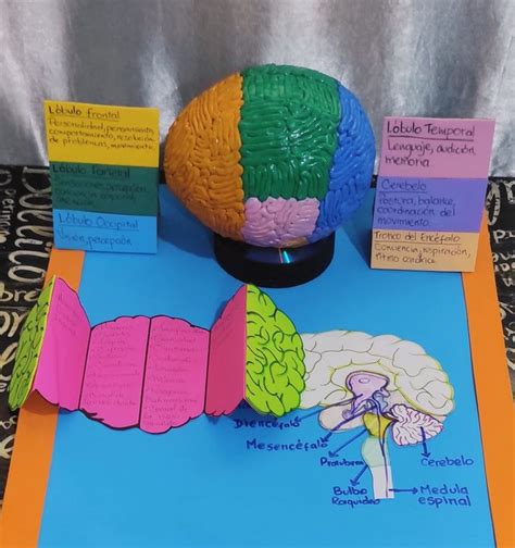 Cerebro Humano En Plastilina