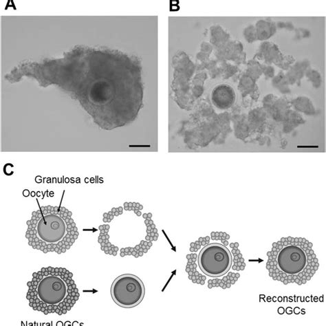 Representative Pictures Of Oocyte Granulosa Cell Complexes Ogcs Ogc