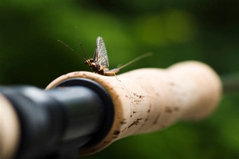 Fishing Insect Hatches What To Know About The 4 Most Important Ones