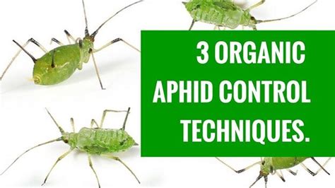 Got Aphids? Try These 3 Easy Organic Control Methods - Sustainable ...