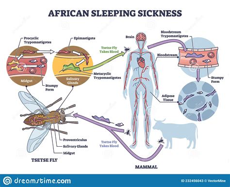 African Sleeping Sickness Trypanosoma Royalty-Free Cartoon ...