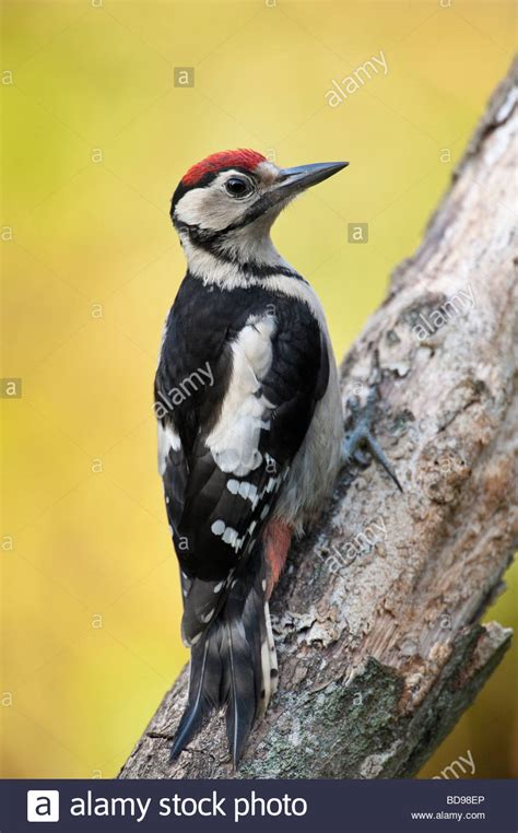 Woodpecker Colours Hi Res Stock Photography And Images Alamy