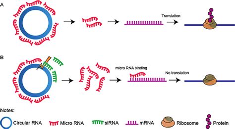 4 Schematic Image Illustrates A The Role Of Circrna As Microrna