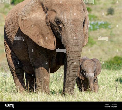 African Bush Elephants Loxodonta Africana Adult Female With Baby