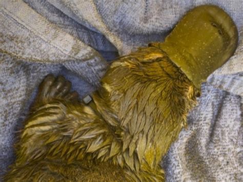 Platypus Dies After Being Found With Zip Tie Around Its Neck At