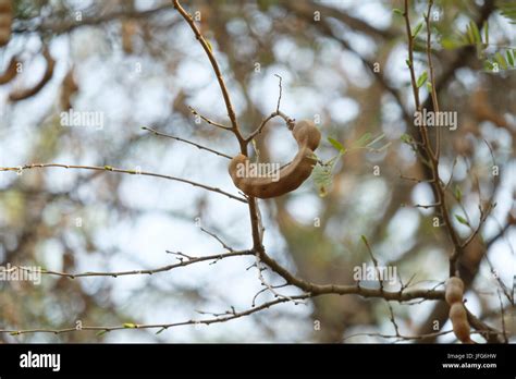 Tamarind tree hi-res stock photography and images - Alamy