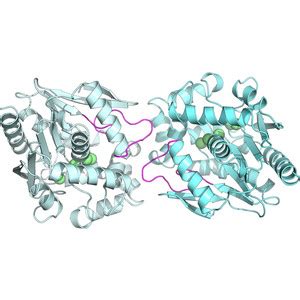 IUCr Atypical Homodimerization Revealed By The Structure Of The S