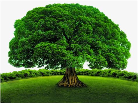 Lush Green Tree In A Field