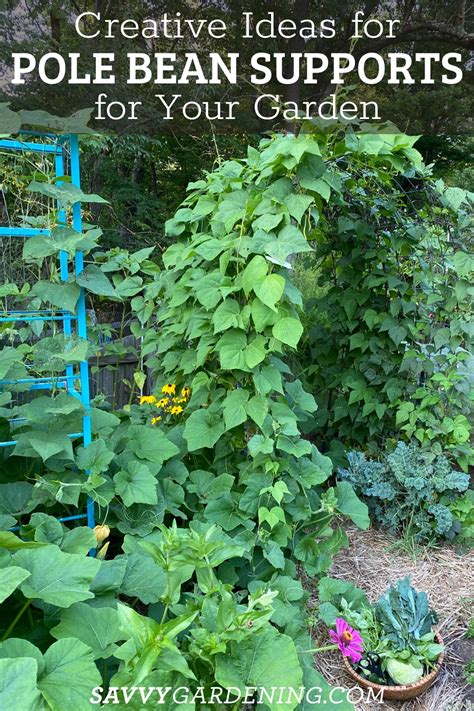 Pole Bean Support Ideas