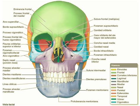 Huesos Del Neurocráneo Viscerocráneo Flashcards