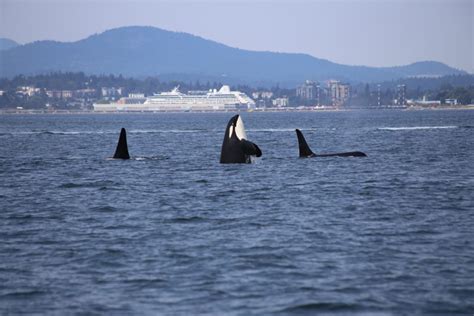 Billions Of Litres Of Harmful Waste Are Dumped By Ships In Canadas