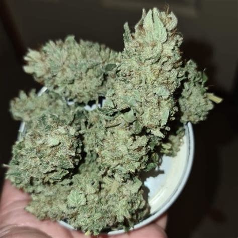 Super Sour Berry Strain Super Sour Berry Seeds From 55 15