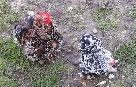 Pekin Poules Race Naines Coco Eco