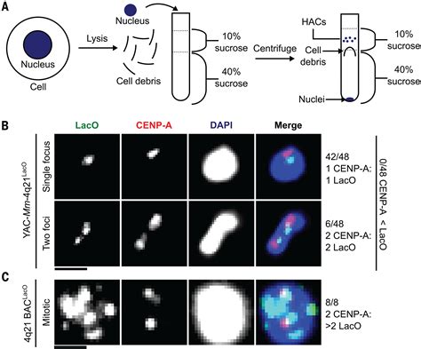 Efficient Formation Of Single Copy Human Artificial Chromosomes Science