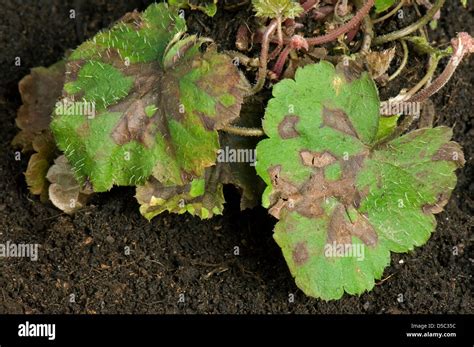 Necroses Hi Res Stock Photography And Images Alamy