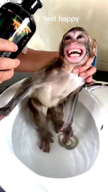 A Monkey Sitting On Top Of A White Sink Next To A Person S Hand