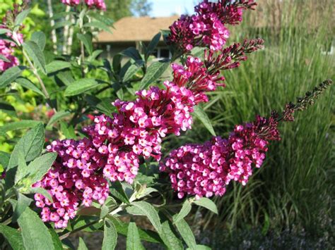 Buddleia Buzz Hot Raspberry