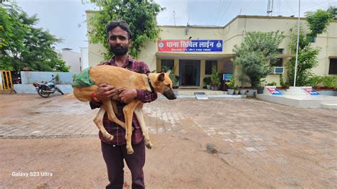 इंसानों के विवाद में कुत्ते की गोली मारकर हत्या चली गई फीमेल डॉग की