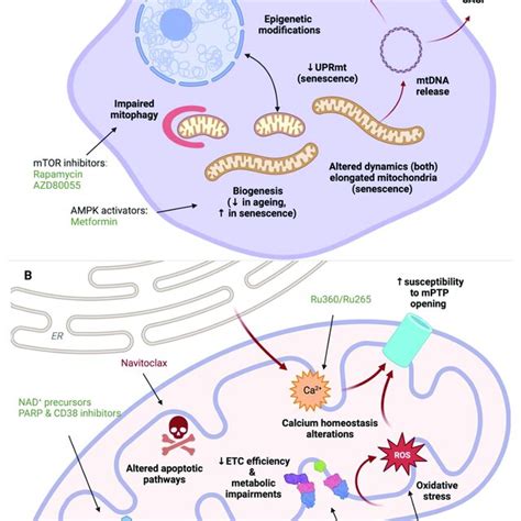 SKN 1 mediated autophagy is crucial for α KB induced lifespan