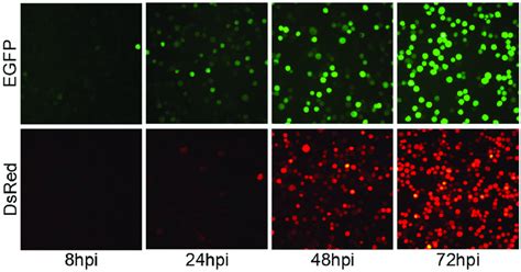 Time Course For The Expression Of Fluorescent Proteins Sf9 Cells Were