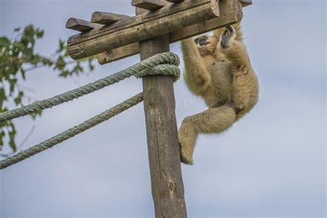 Gibbon Hylobatidae Stock Photo Image Of Captivity Expression 32987248