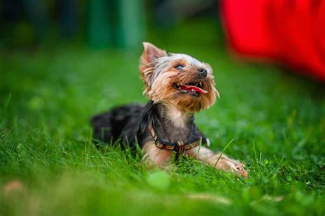 Cu Les Son Las Caracter Sticas Del Yorkshire Terrier C Mo Se Comporta